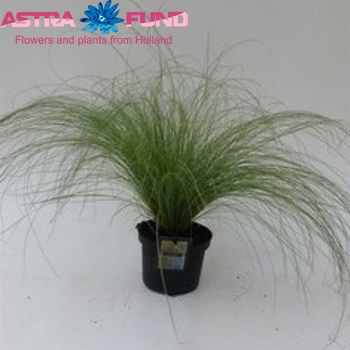 Carex The Beatles photo