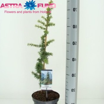 Cedrus Atlantica Aurea photo