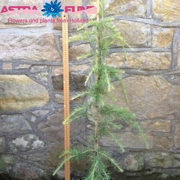 Cedrus Aurea photo