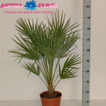 Chamaerops Humilis photo