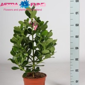 Clusia Rosea photo