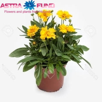 Coreopsis Ov фото