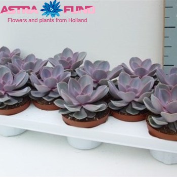 Echeveria Pearl Nurnberg photo