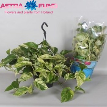 Epipremnum Marble Queen photo