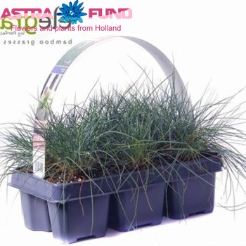 Festuca Glauca фото