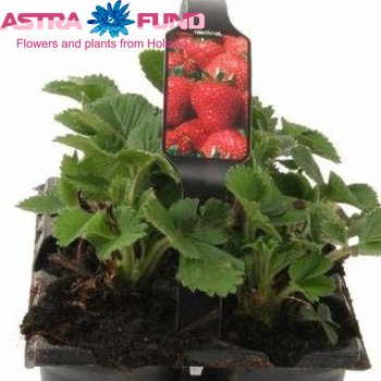 Fragaria Ostara фото