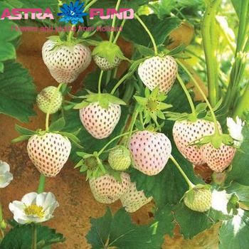 Fragaria Pineberry photo