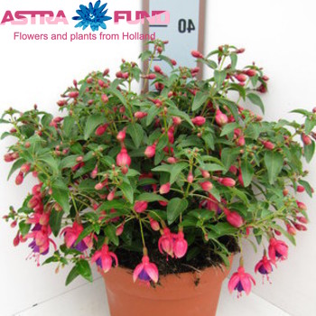 Fuchsia Tom Thumb photo