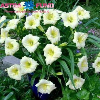 Hemerocallis Longfields Pearl Foto