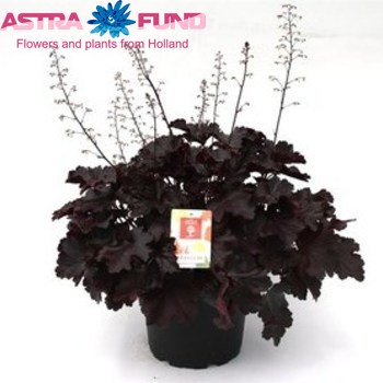 Heuchera Palace Purple фото