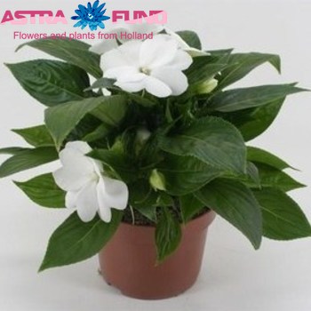 Impatiens Tamarinda White photo