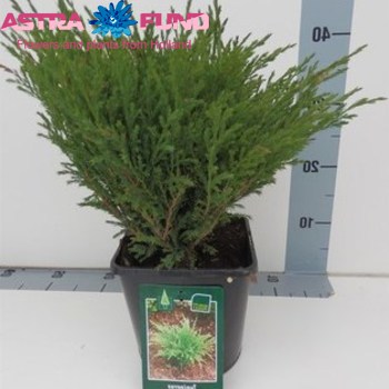 Juniperus Andorra Compact Foto