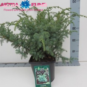 Juniperus Blue Alps photo