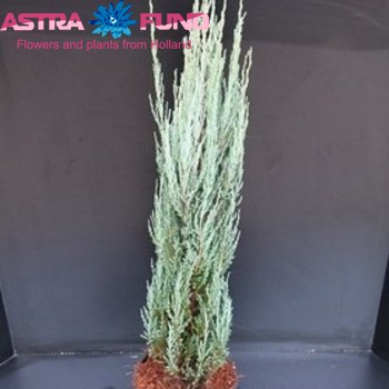 Juniperus Blue Arrow photo