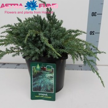 Juniperus Blue Carpet photo