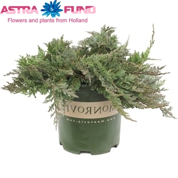 Juniperus Blue Chip Foto