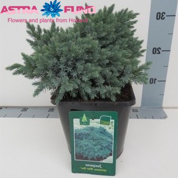 Juniperus Blue Star photo