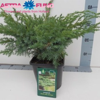 Juniperus Blue Swede photo