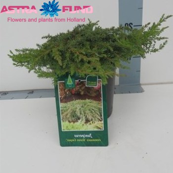 Juniperus Green Carpet photo