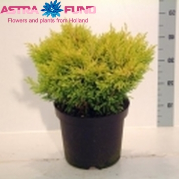 Juniperus Lime Glow photo