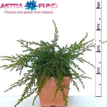 Juniperus Repanda photo