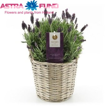 Lavender Toscane photo