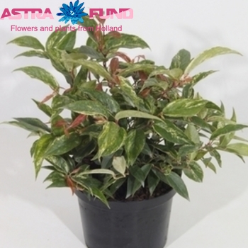 Leucothoe Rainbow фото