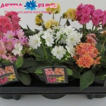 Lewisia Cotyledon photo