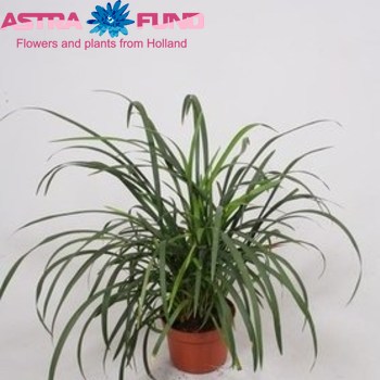 Liriope Isabella photo