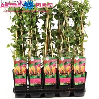 Lonicera Goldflame photo