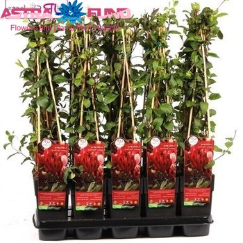 Lonicera Red World фото