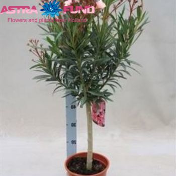 Nerium Oleander On Stem photo