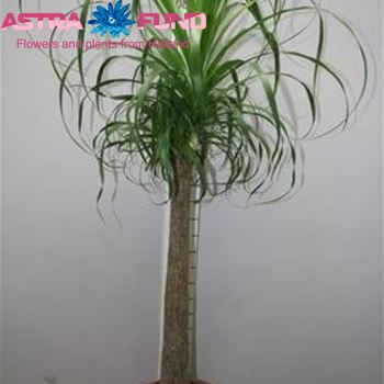 Nolina Beauc. Straight Stem photo