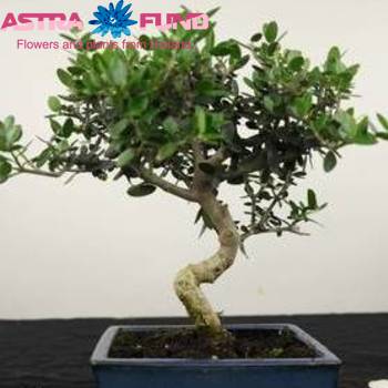 Olea europea In Schaal(bonsai) photo