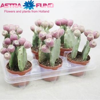 Opuntia Vulgaris photo