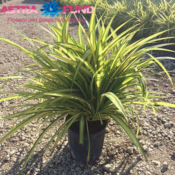 Pandanus Baptistii photo