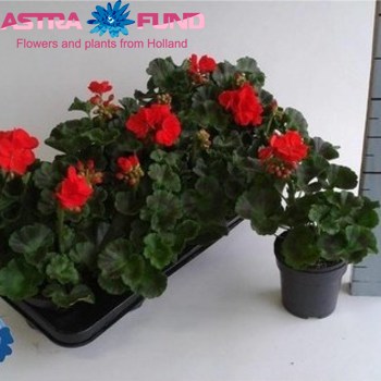 Pelargonium Zon. Red Foto