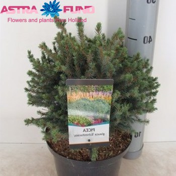 Picea Echiniformis photo