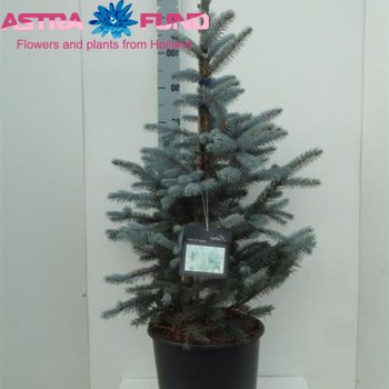 Picea Fat Albert photo