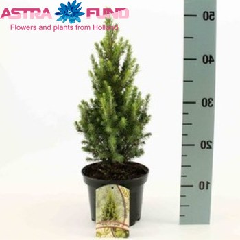 Picea Glauca Conica Extra photo