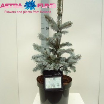 Picea Hoopsii photo