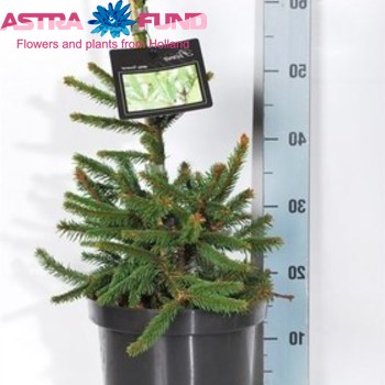 Picea Inversa photo