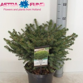 Picea Nidiformis фото