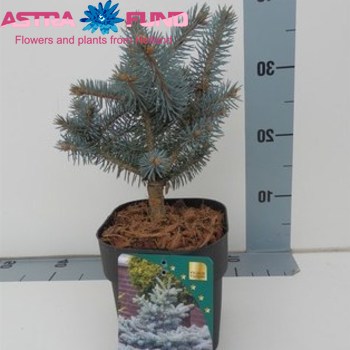 Picea Pungens Glauca photo