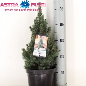 Picea Sanders Blue фото