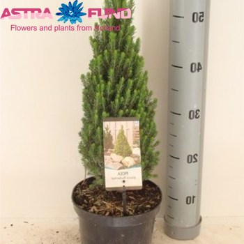 Picea Zuckerhut фото