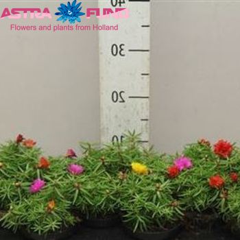 Portulaca photo