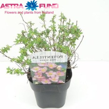 Potentilla Pink Queen photo