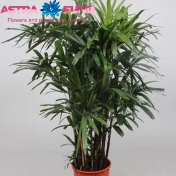 Rhapis Excelsa photo