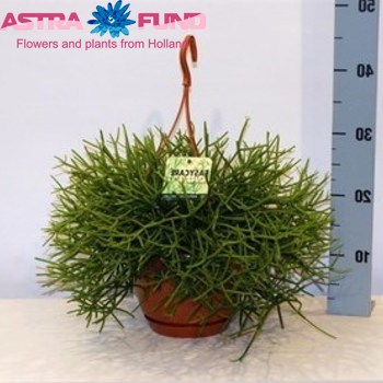 Rhipsalis heteroclada Foto